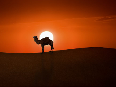 camel Jordan