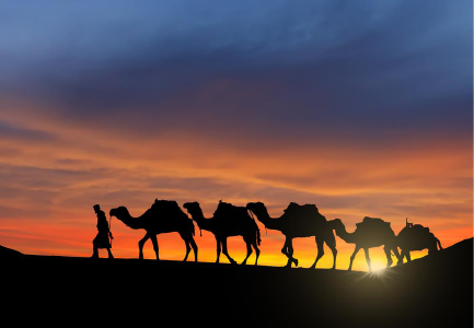 Karak Camels