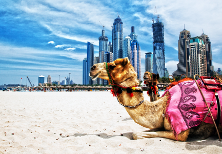 Dubai Camel tours